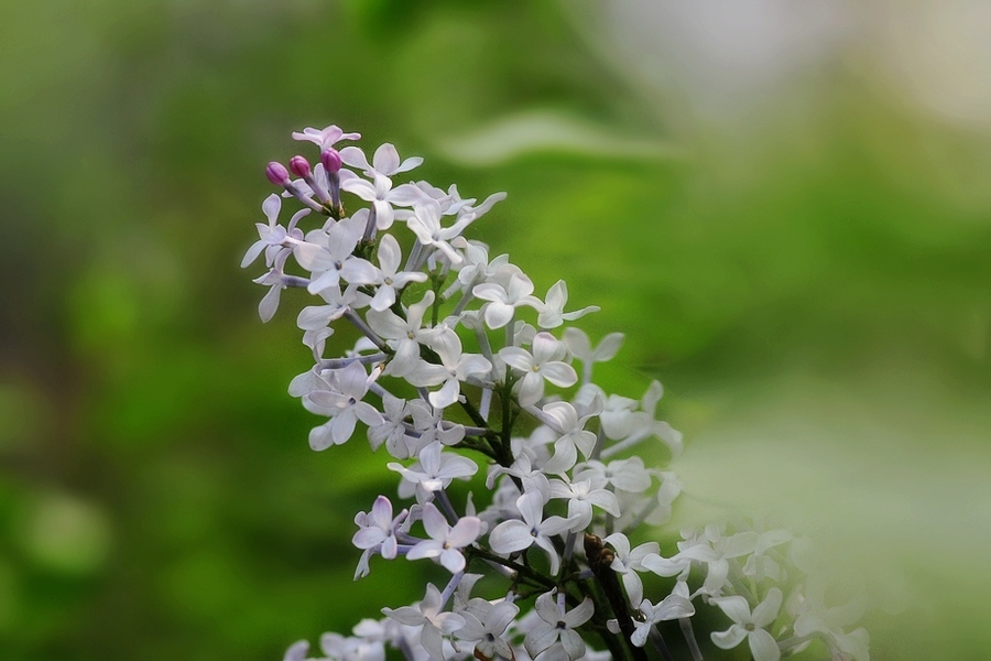 丁香花丁香园李国新图片