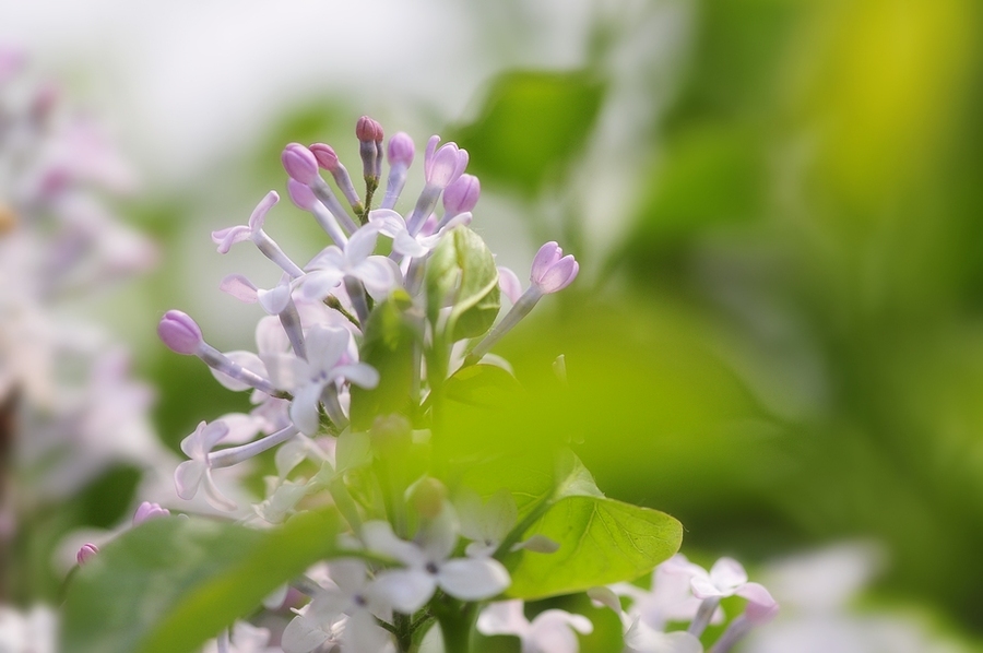 丁香花