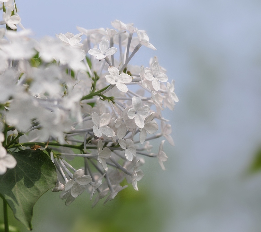 【丁香花摄影图片】生态摄影_太平洋电脑网摄影部落