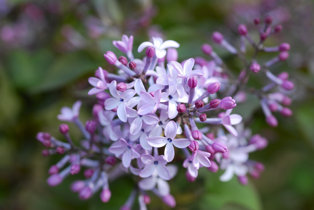 又是丁香花开时