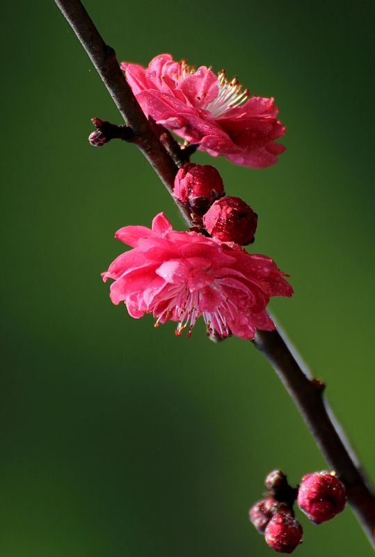 【红色桃花摄影图片】生态摄影_q1a2z3w45163com_太平洋电脑网摄影