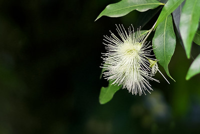 水蒲桃花