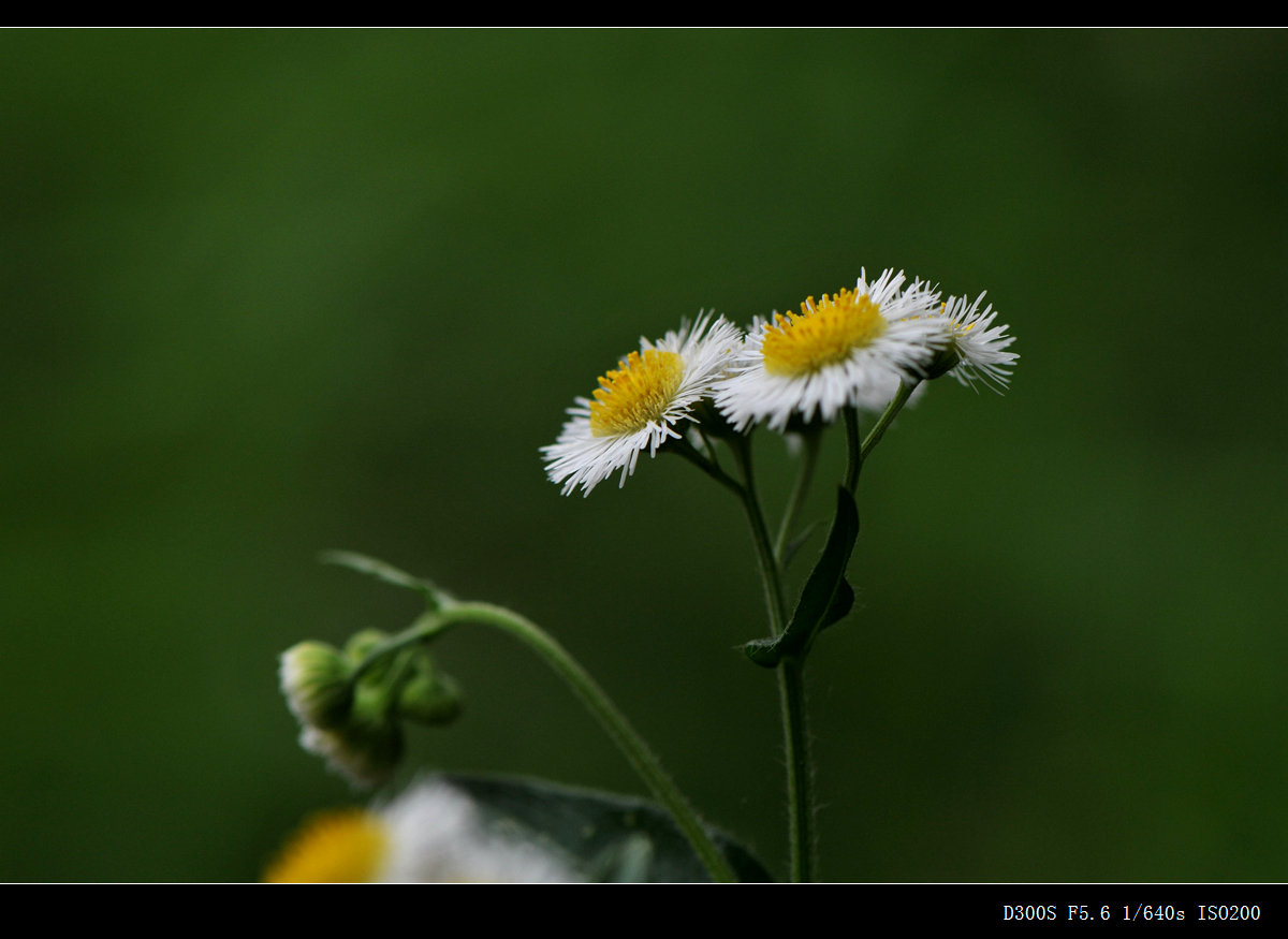 (又要请教花名了)