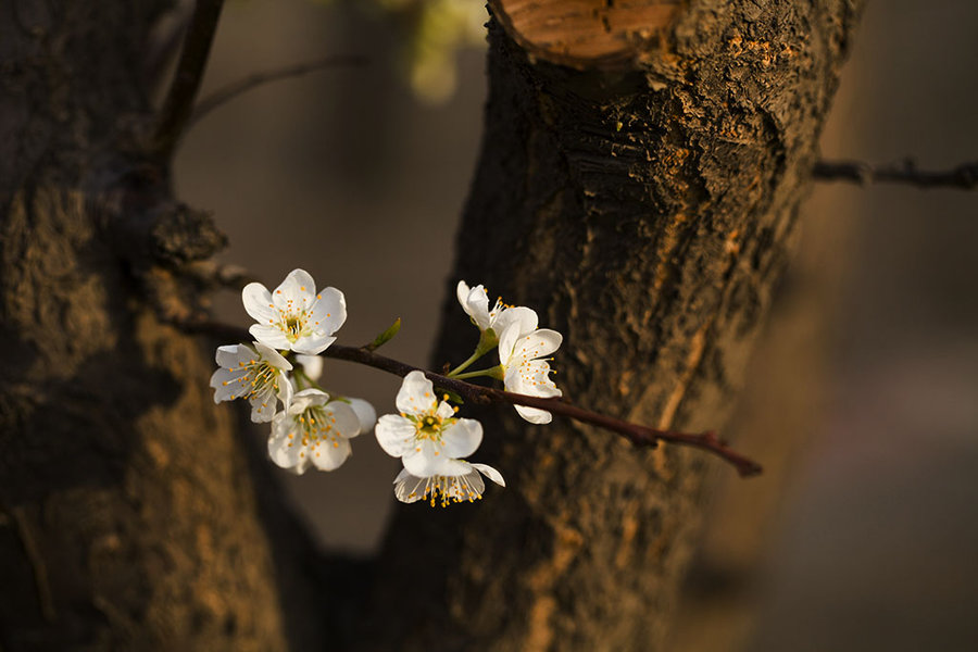【忽如一夜春风来,千树万树梨花开。摄影图片