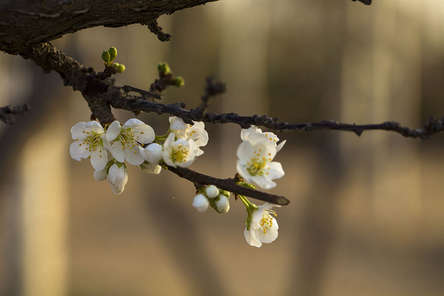 【忽如一夜春风来,千树万树梨花开。摄影图片