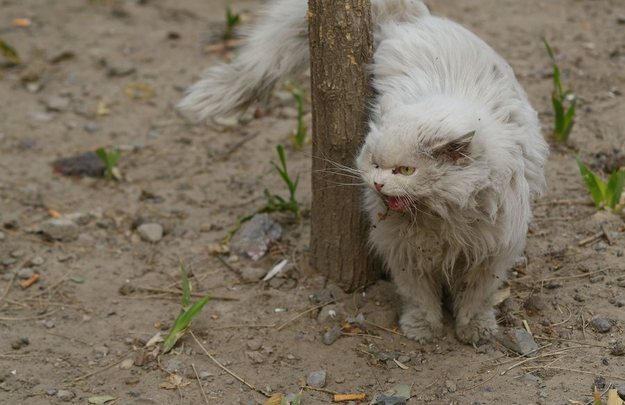 流浪猫