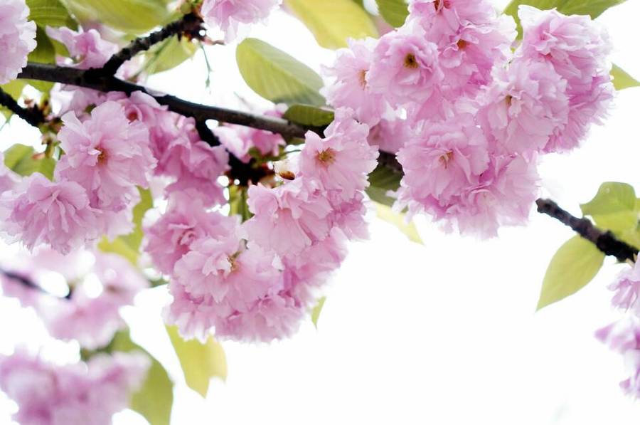 【【光环国际】顾村公园的樱花飘落!摄影图片