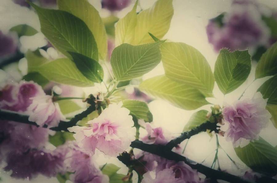【【光环国际】顾村公园的樱花飘落!摄影图片