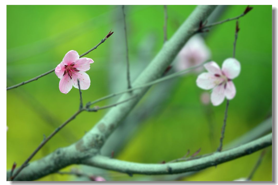 【阳春布德泽,万物生光辉】之十四—千叶桃花胜百花,孤荣春软驻年华