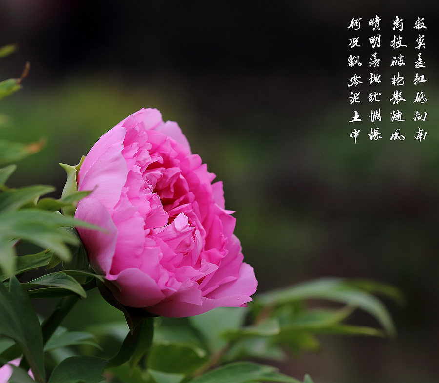 国色天香牡丹花