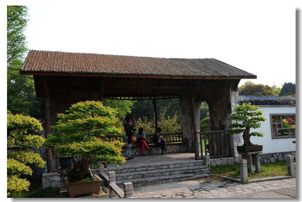 上海植物园------盆景园