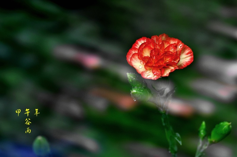 【二十四节气花卉图(六)--谷雨摄影图片】生态