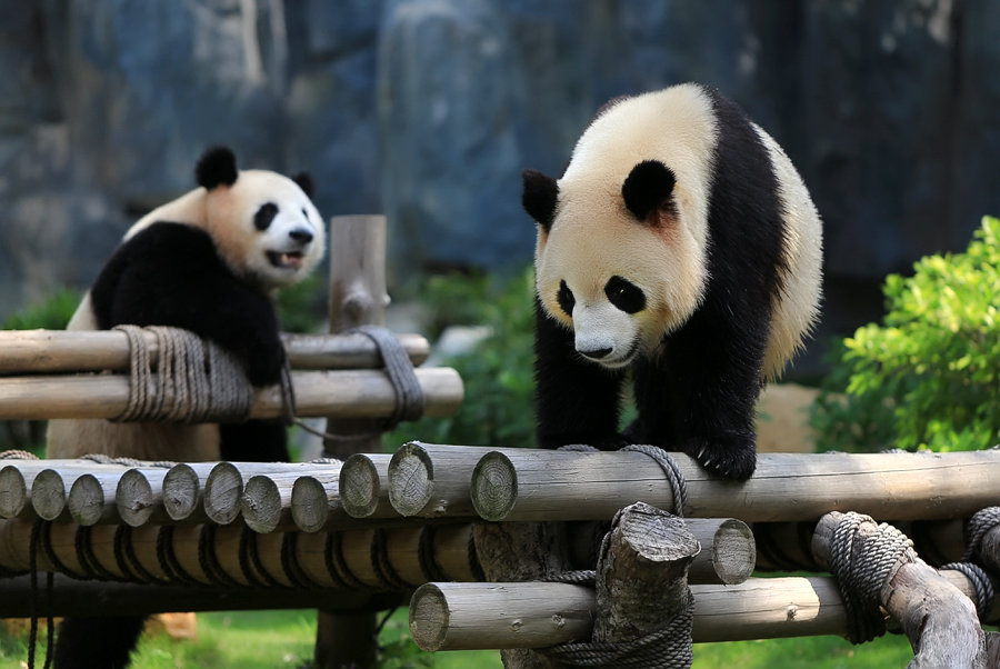 【 - - - 熊猫乐园 (一)- - -摄影图片】生态摄影
