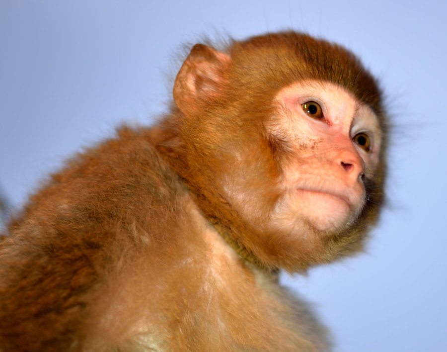 【无奈的猴子摄影图片】生态摄影_太平洋电脑网摄影部落