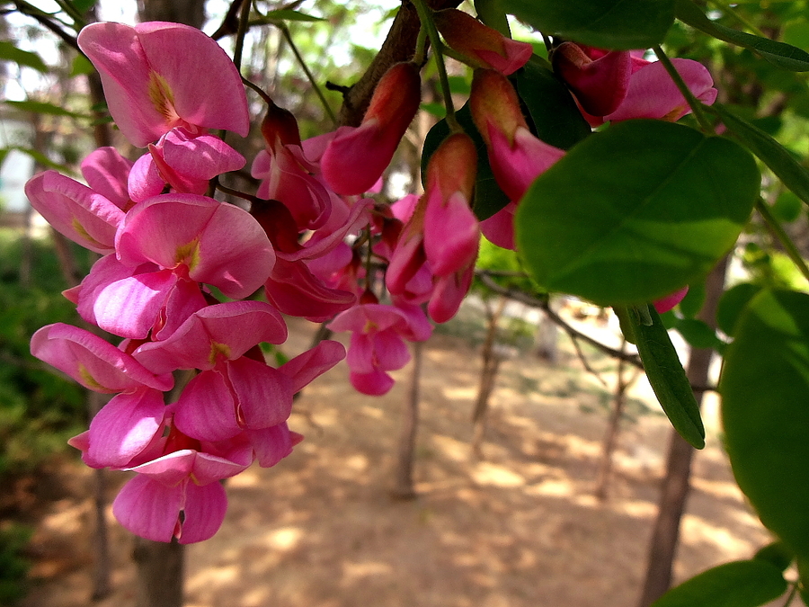 紫花槐树