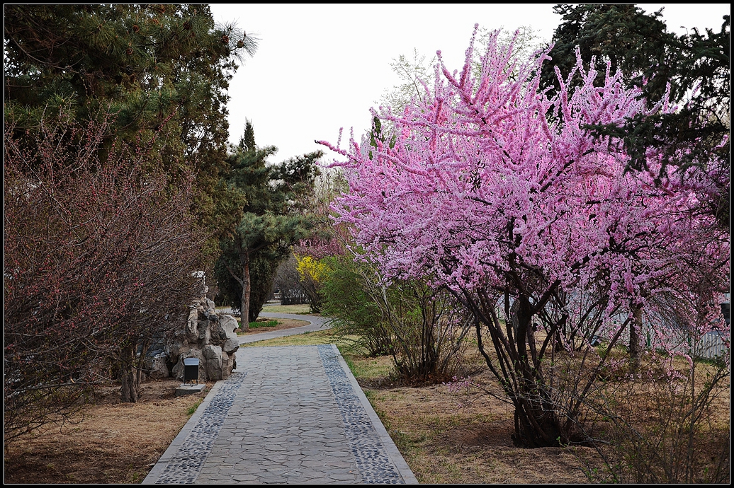 春天,鲜花中的城市街心小公园里与路口