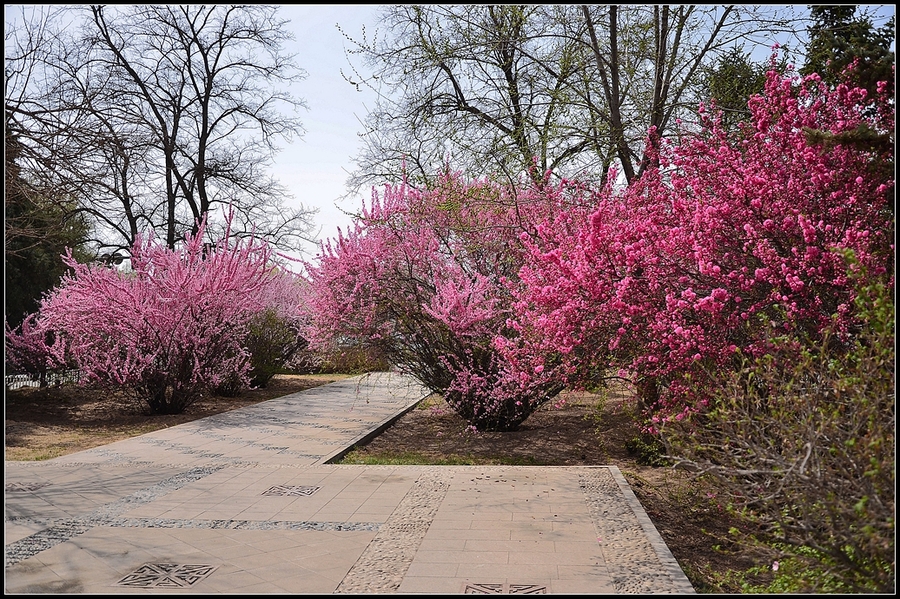 【春天,鲜花中的城市街心小公园里与路口摄影