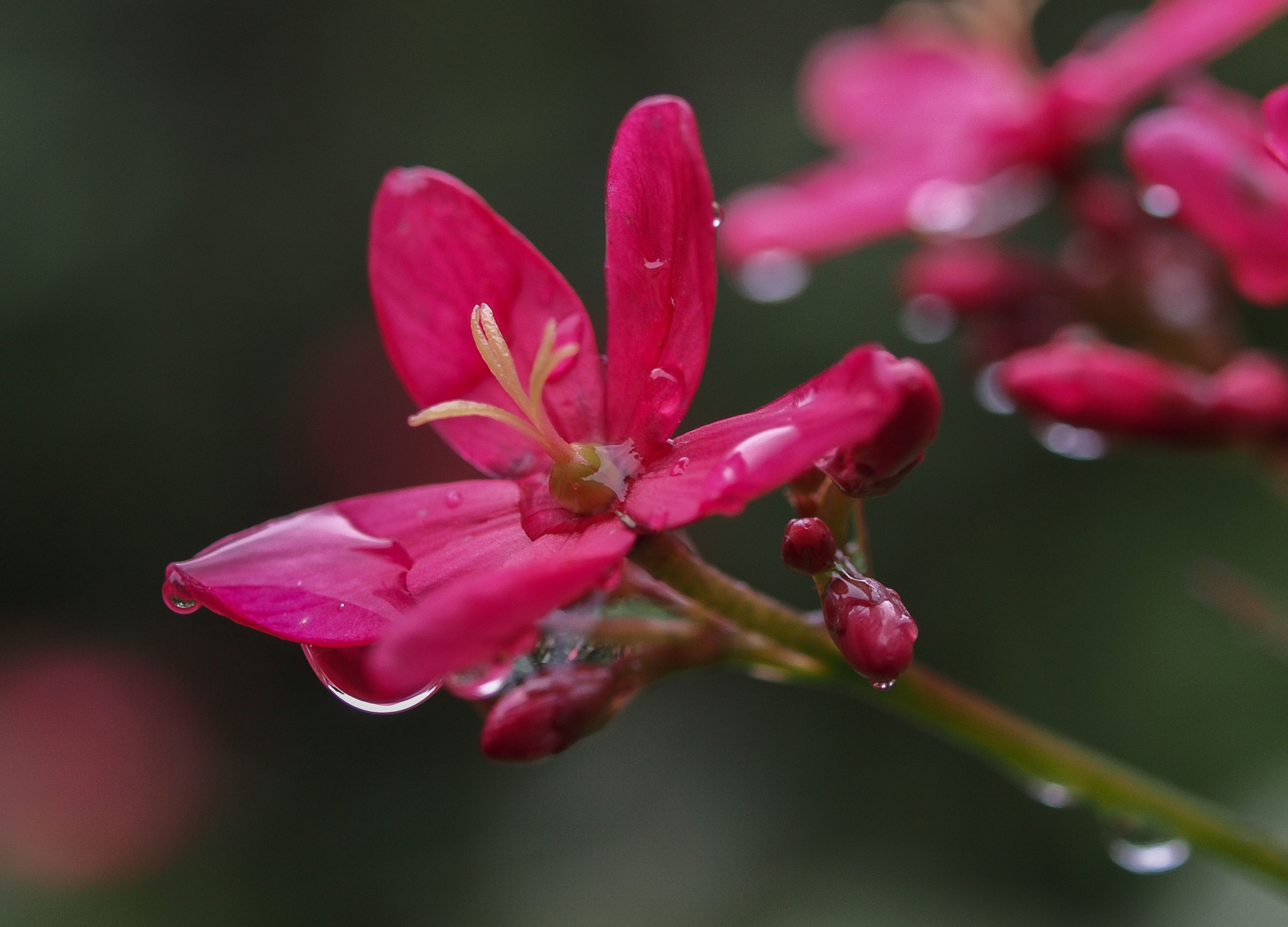 【雨中的琴叶珊瑚】