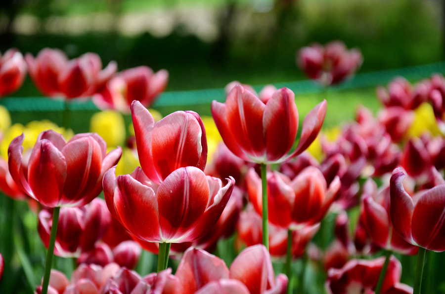 【万紫千红总是春(周末北海公园、北京植物园