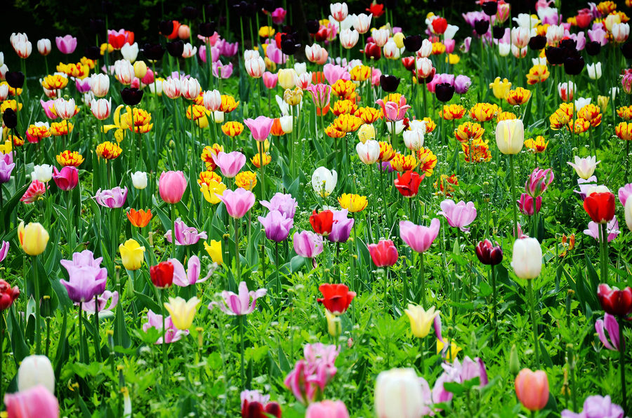 【万紫千红总是春(周末北海公园、北京植物园