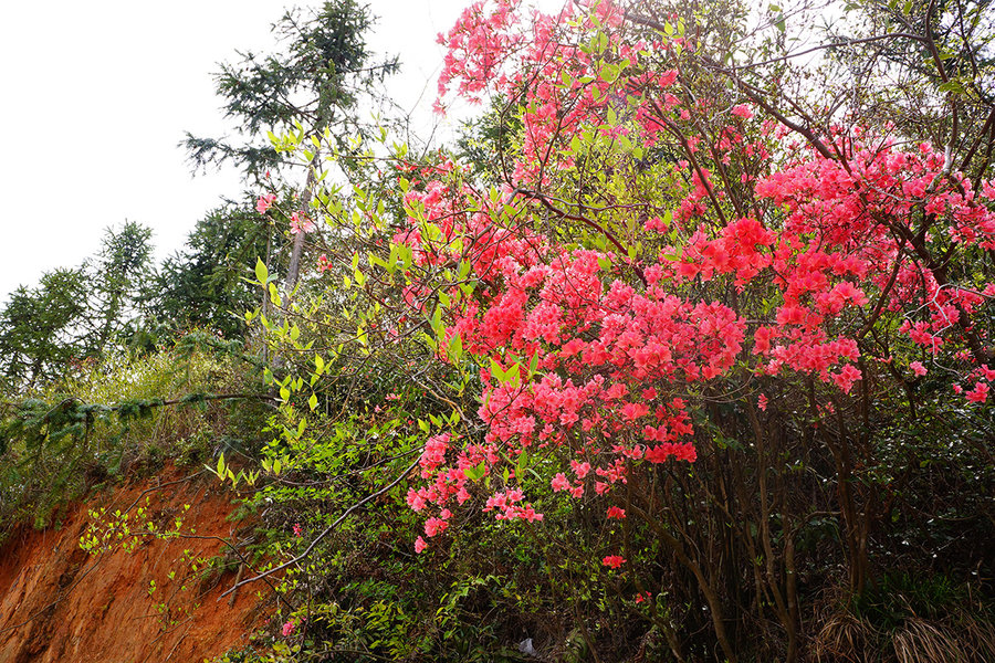 【山花烂漫】婺源