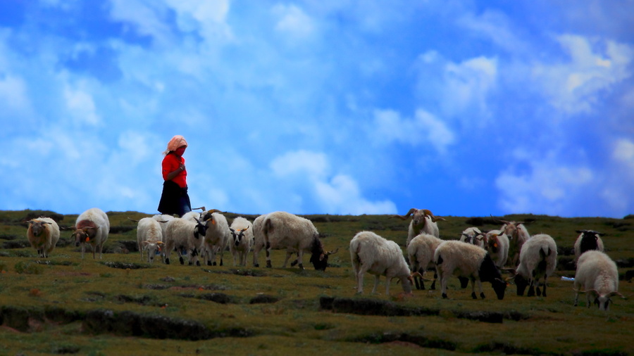 孤独的牧羊人