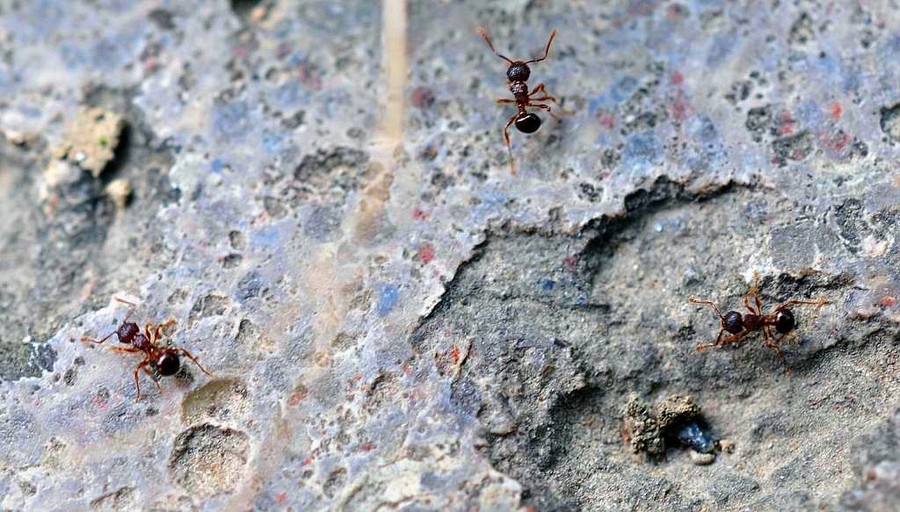 【偶遇蚂蚁搬家摄影图片】生态摄影
