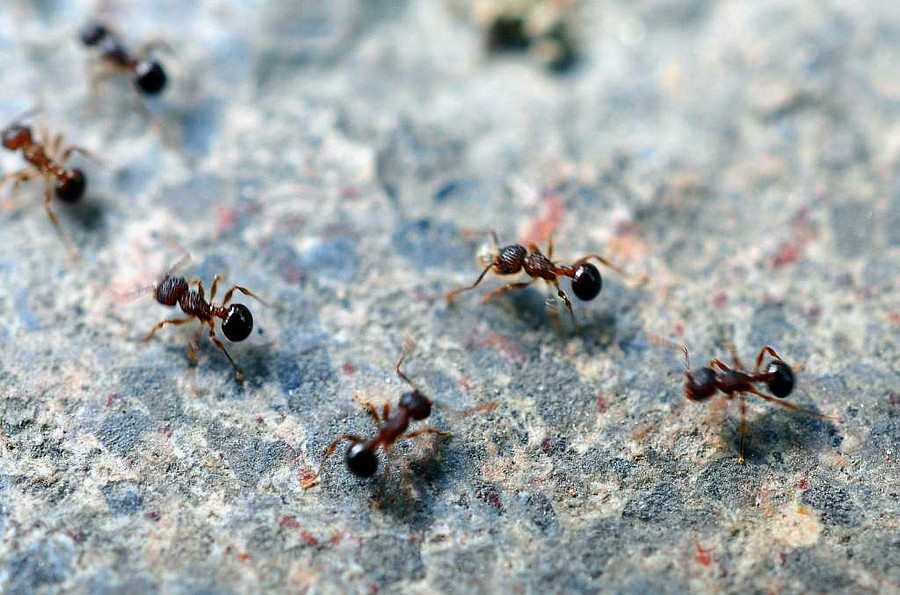 【偶遇蚂蚁搬家摄影图片】生态摄影