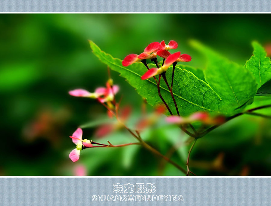 枫树花