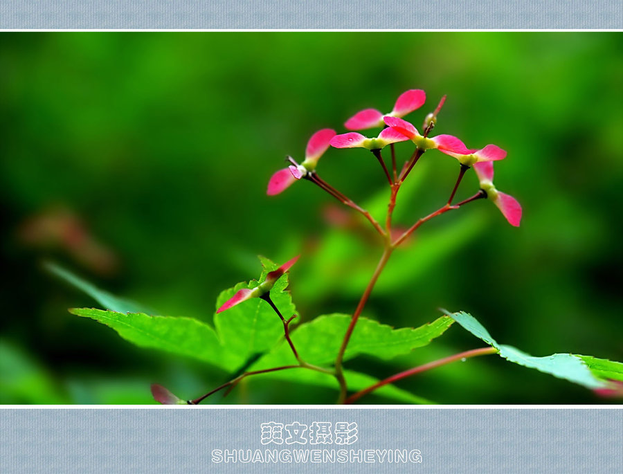 枫树花