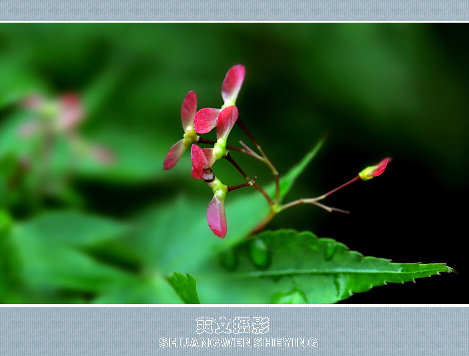 枫树花