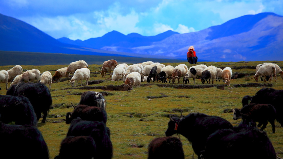 【孤独的牧羊人摄影图片】风光旅游摄影