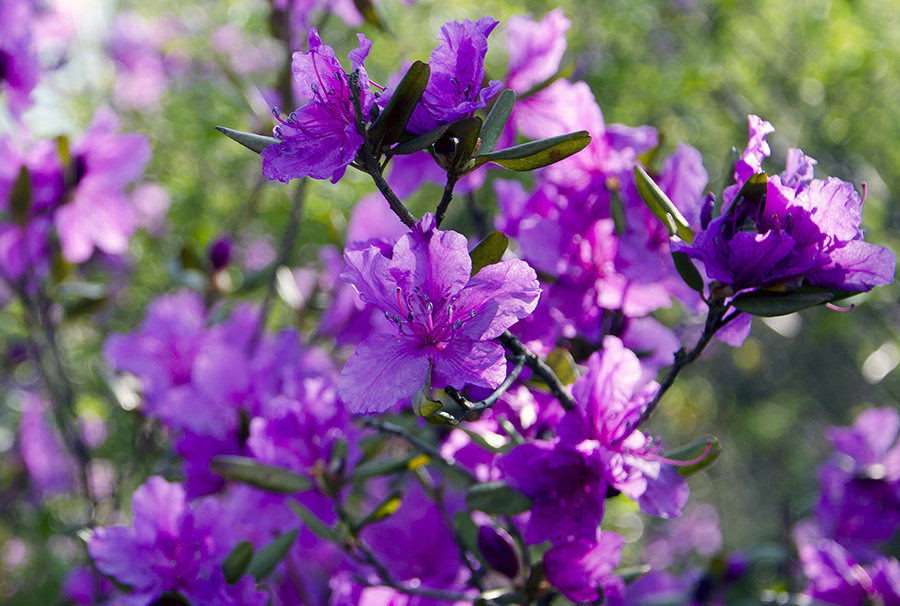 映山红花开红艳艳