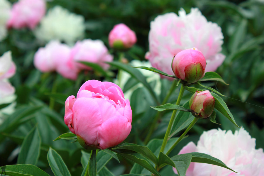 中江芍药花