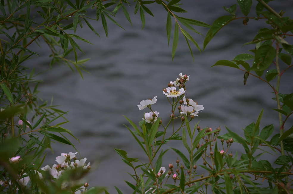 山水花草虫!_尼康D5100论坛