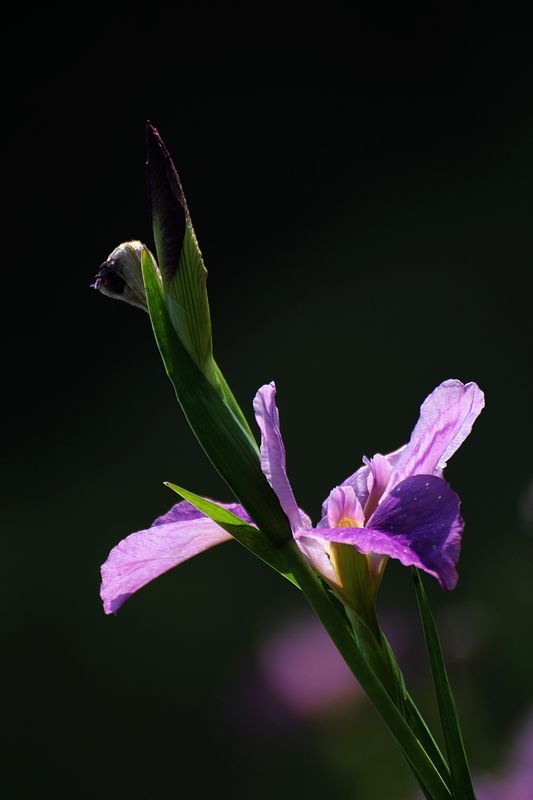 玉蝉花