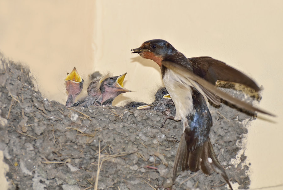【嗷嗷待哺的小燕子摄影图片】生态摄影