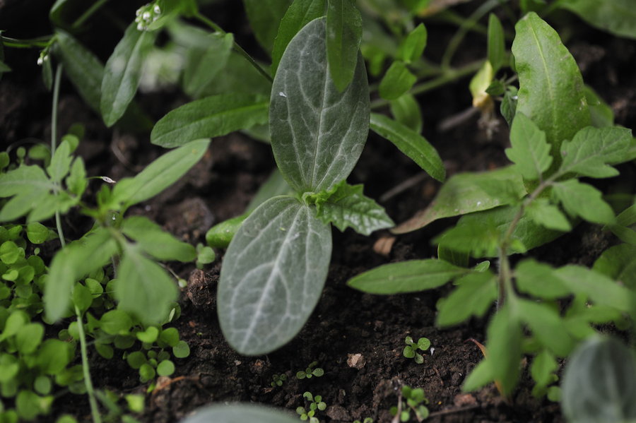 【记录:丝瓜的成长和架子。摄影图片】生活摄
