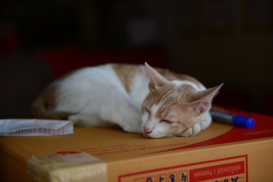【假装睡觉的小猫摄影图片】生态摄影