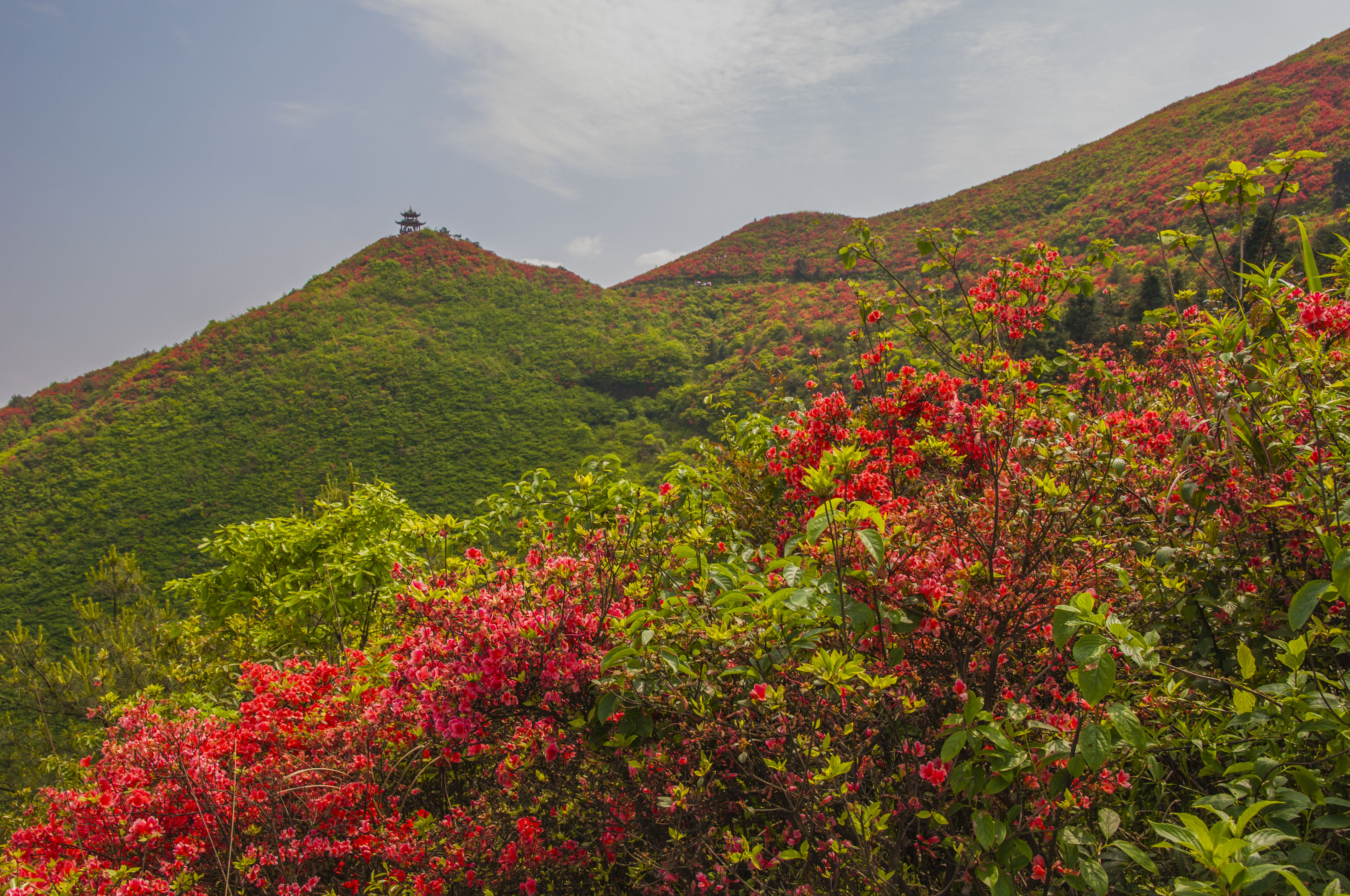 龙泉山上杜鹃花