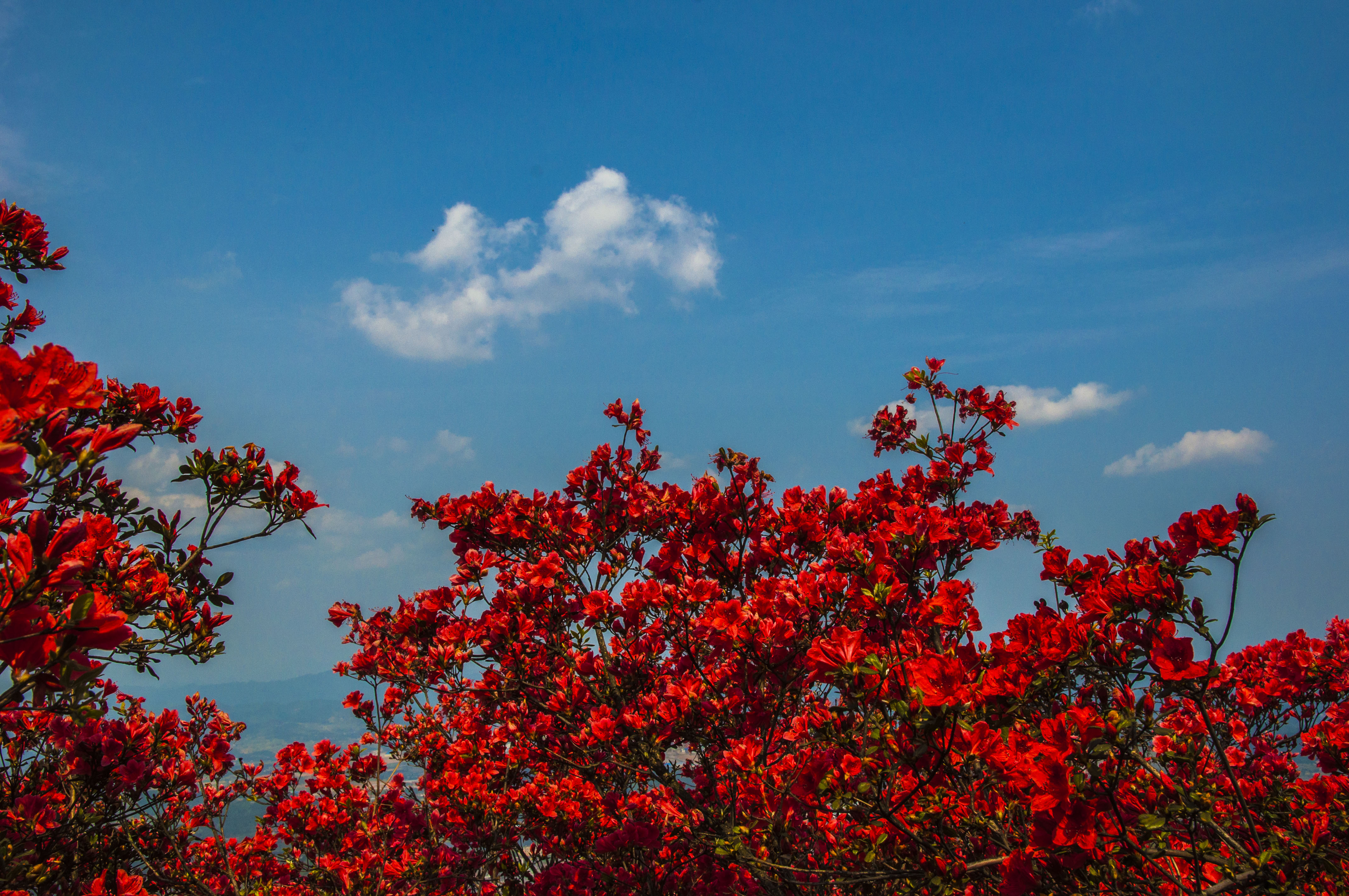 龙泉山上杜鹃花