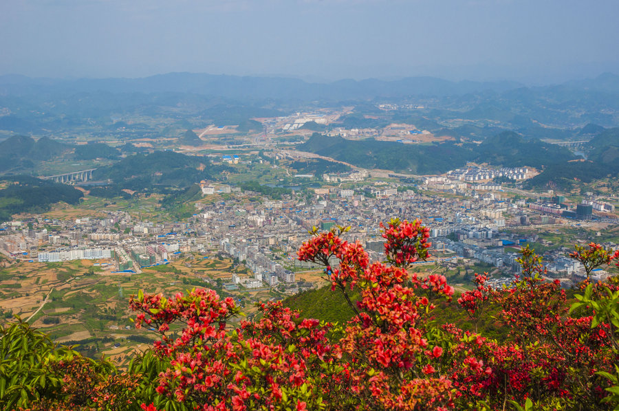 龙泉山上杜鹃花