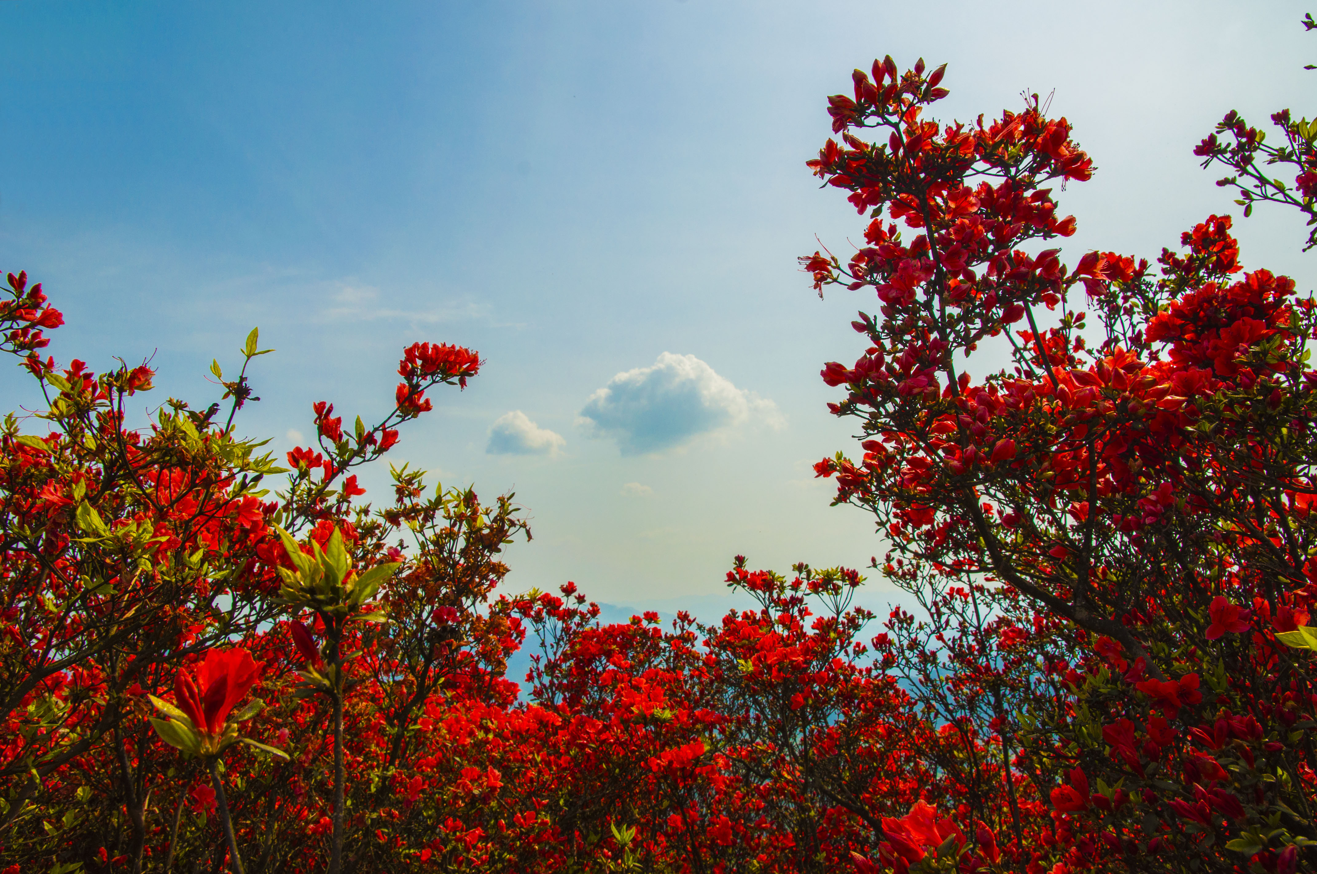 龙泉山上杜鹃花