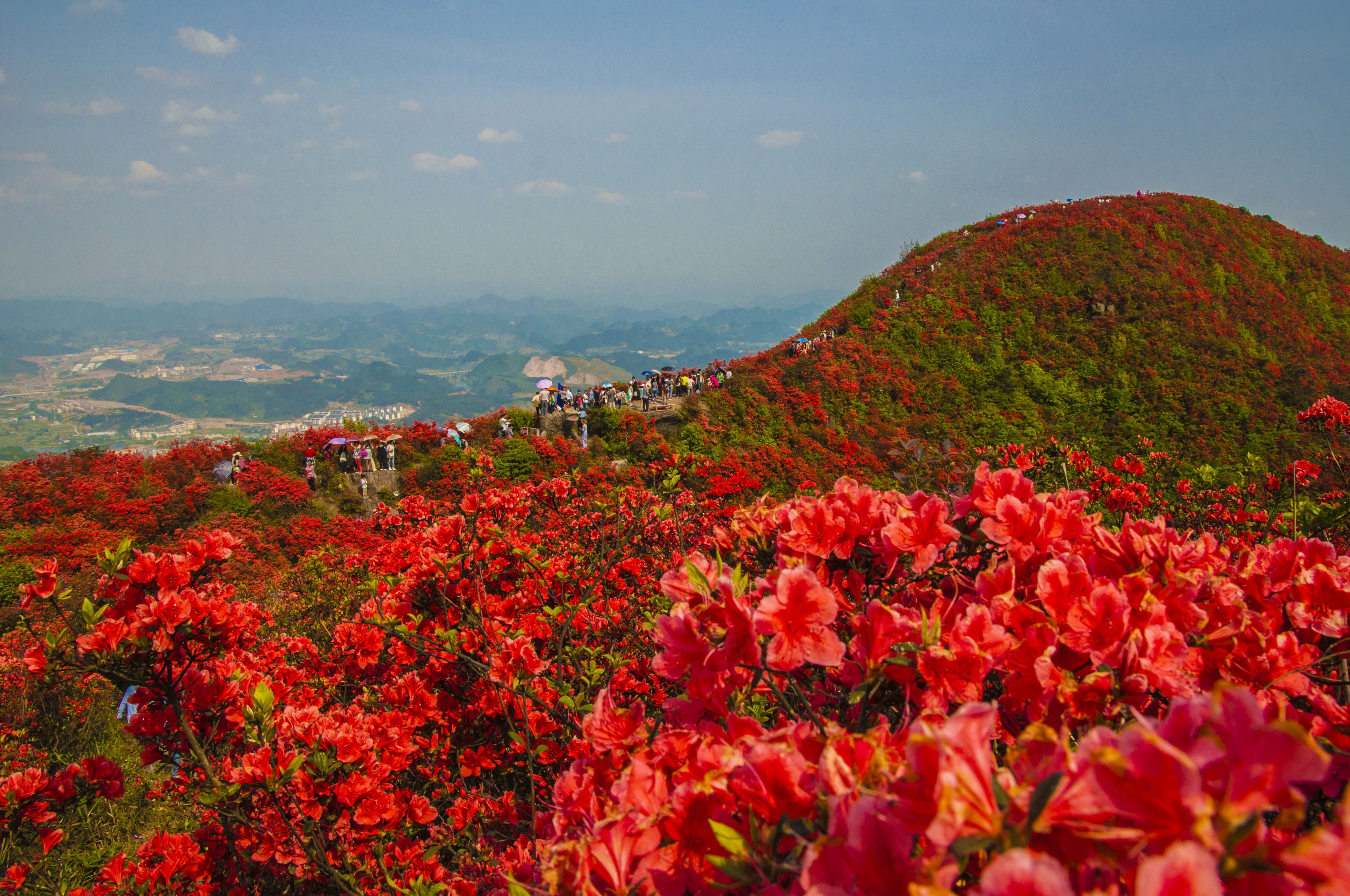 龙泉山上杜鹃花