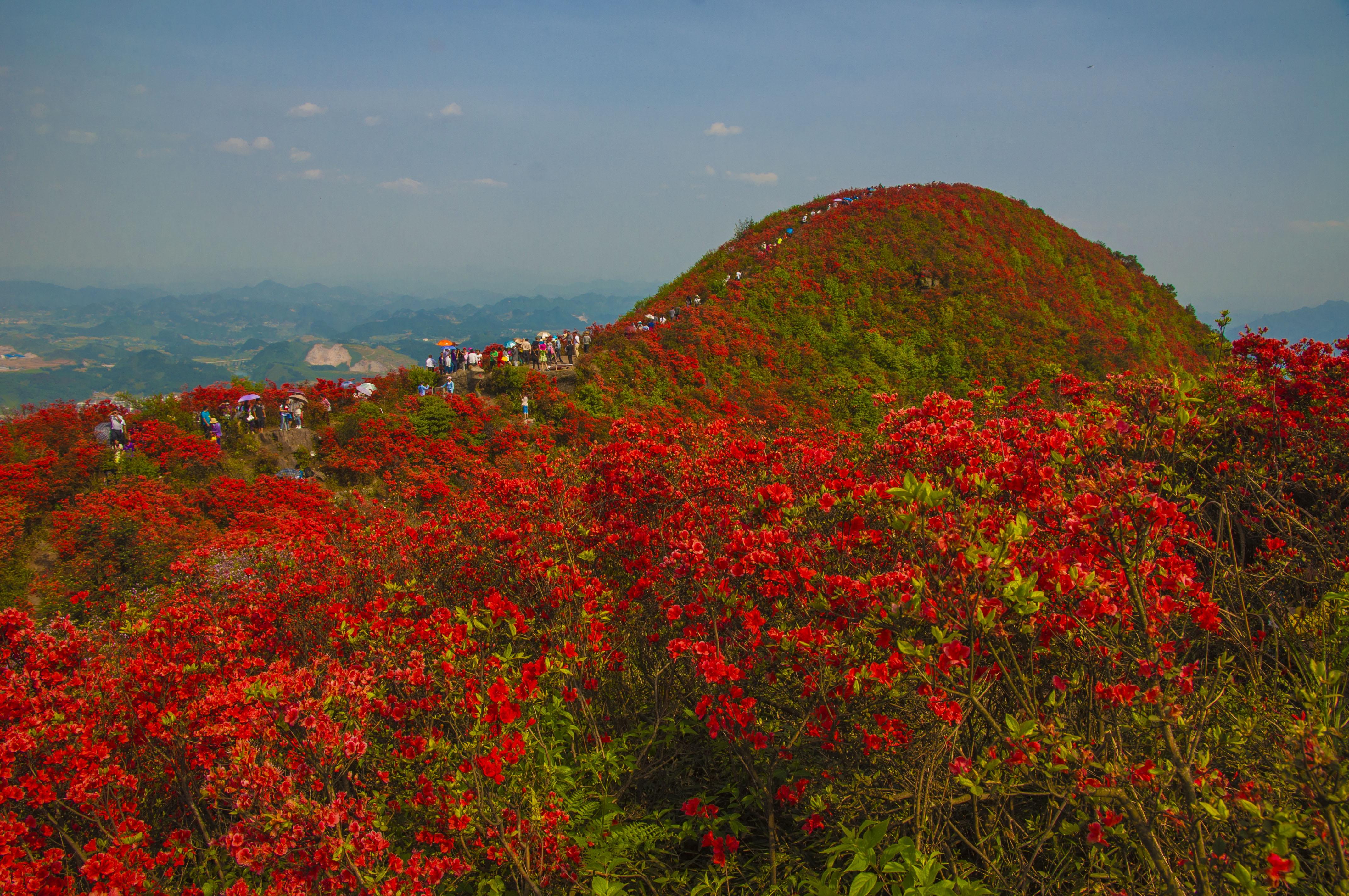 龙泉山上杜鹃花