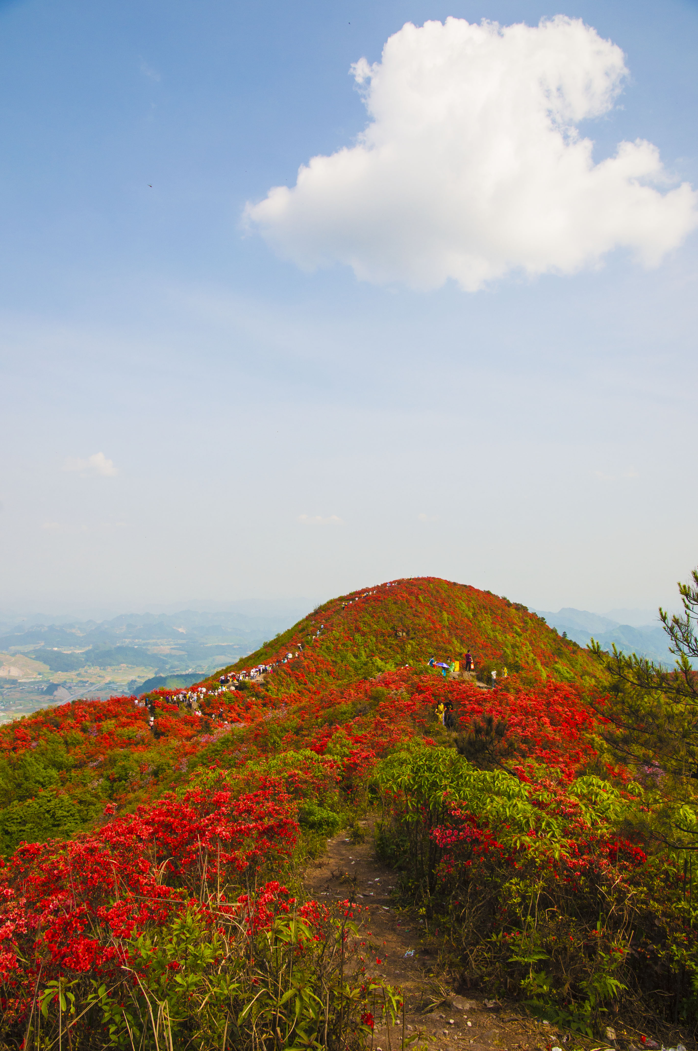 龙泉山上杜鹃花