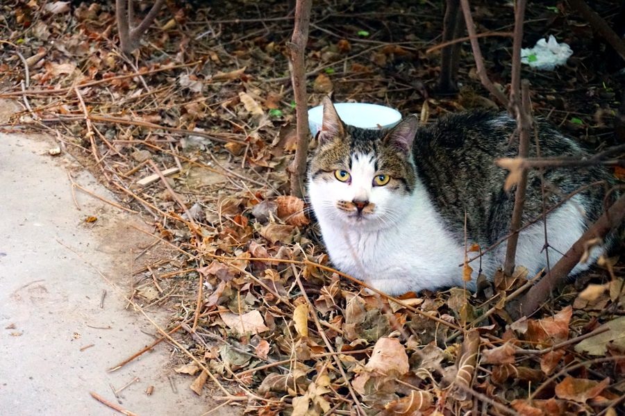 【小区里的流浪猫摄影图片】生活摄影