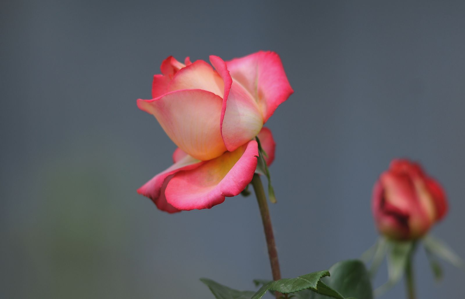 月季花(北京市花:五月红, 手动180镜拍)