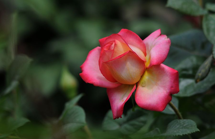 月季花(北京市花:五月红, 手动180镜拍)