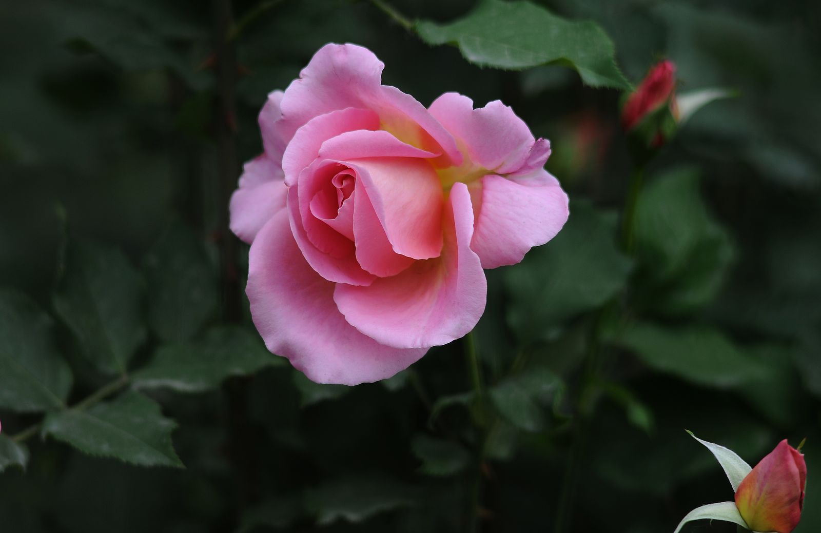 月季花(北京市花:五月红, 手动180镜拍)